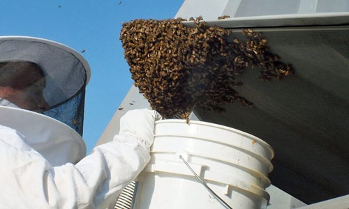 Andy Westrich zbiera pszczoły z dyszy / Zdjęcie: Master Sgt Carlos Claudio, USAF