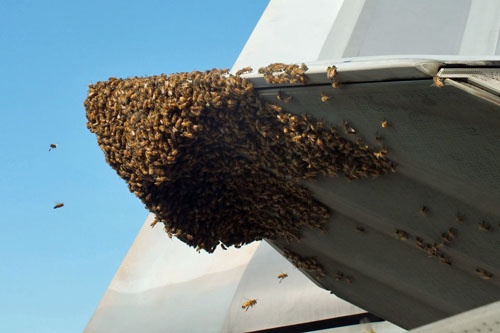 Rój pszczół na dyszy silnika F-22A. Na ujawnienie incydentu US Air Force zdecydowały się dopiero po 2 miesiącach / Zdjęcie: Master Sgt Carlos Claudio, USAF