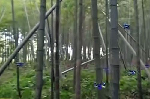 Małe multikoptery lecą przez bambusowe zarośla. Dzięki wydajnemu algorytmowi unikają zderzeniu z roślinami i ze sobą / Zdjęcie: Twitter