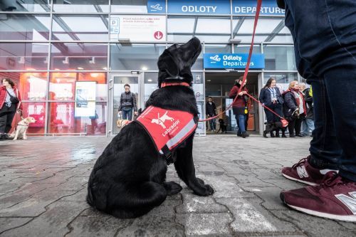 Najprawdopodobniej port lotniczy Poznań-Ławica był pierwszym lotniskiem, które przeprowadziło akcję szkoleniową dla psów-przewodników osób z dysfunkcją wzroku / Zdjęcia: Robert Woźniak – Głos Wielkopolski via port lotniczy Poznań