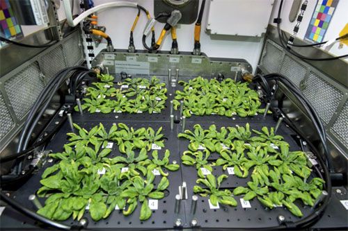 NASA Plant Habitat – badanie wzrostu roślin w warunkach mikrograwitacji. Misja CRS-28 objęła dowiezienie do ISS nowych nasion. Eksperyment ma na celu zweryfikowanie adaptacji różnych roślin do środowiska kosmicznego i badanie sposobów, w jakie rośliny uczą się rozwijać w środowisku bez grawitacji / Zdjęcie: NASA
