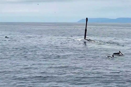 Na opublikowanym przez Boeinga filmie z testów XLUUV Orca niewiele można zobaczyć. Widać na nim jedynie peryskop jednostki i płynące naprzeciw delfiny / Zdjęcie: Boeing