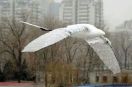 Rekord chińskiego ornitoptera zatwierdzony