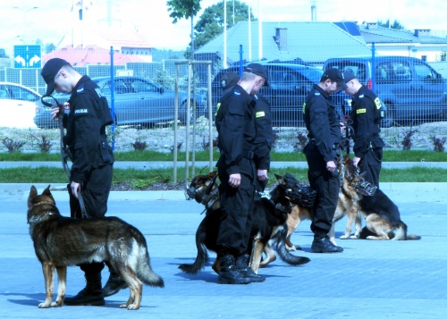 Opiekunowie wykazali się umiejętnością tresury oraz opanowania czworonogów