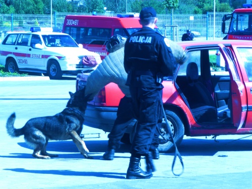 Użyta do pokazu dynamicznego odzież ochronna miała masę ponad 30 kg. Mimo tego pies nie miał problemu w powstrzymaniu pozoranta / Zdjęcia: Michał Jarocki
