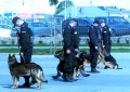 Pokaz tresury psów policyjnych