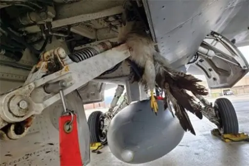 F-35B zderzył się z ptakiem