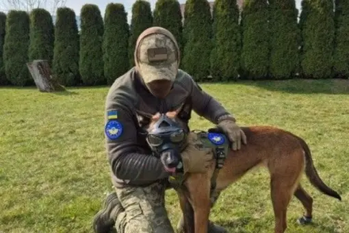 Kolejne psy saperskie dla Ukrainy