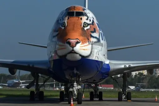 Tygrys z Transaero 