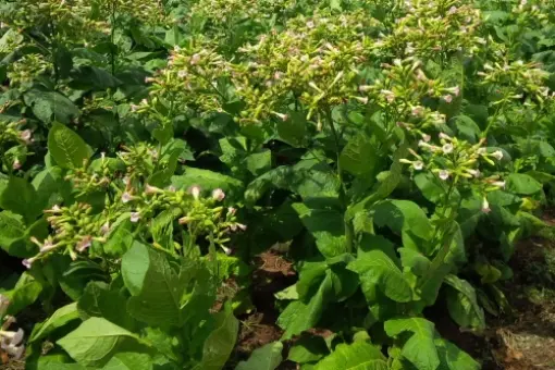 Biopaliwo z tytoniu