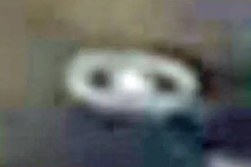 Rosyjski bsl z płatem pierścieniowym