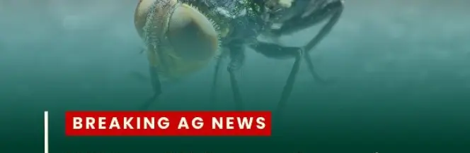 US Army kontra muchy